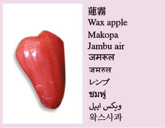 Wax apple