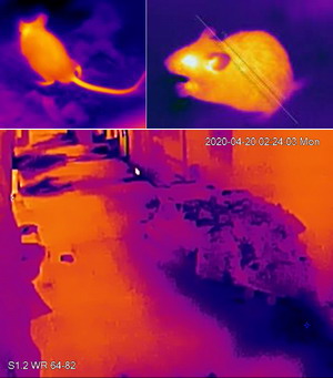 熱能探測攝錄機影像