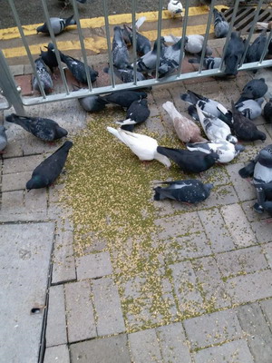 餵飼野鴿導致弄污公眾地方2