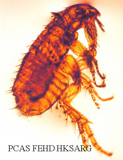 Photo of rat flea