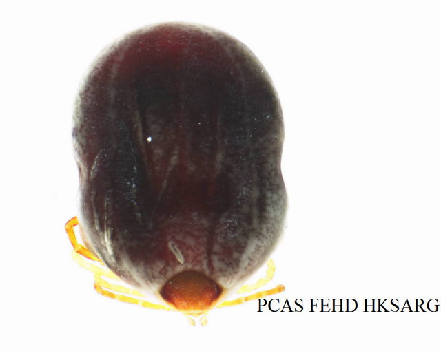 dorsal view (背面圖)