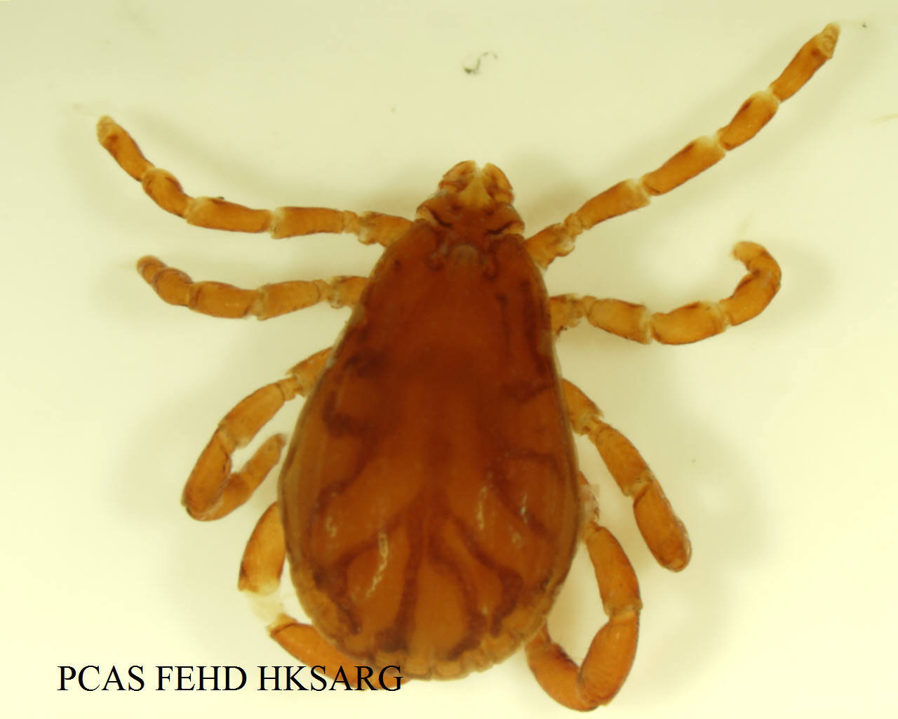 dorsal view (背面圖)