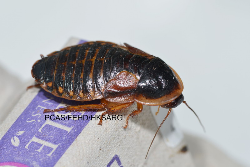 Female Blaptica dubia