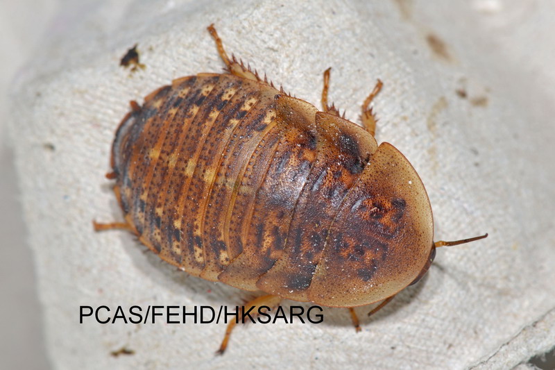 Nymph Blaptica dubia