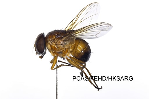 Lateral view 側面 1