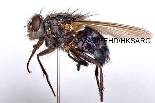 Lateral view 側面 1