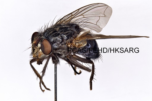 Lateral view 側面 2