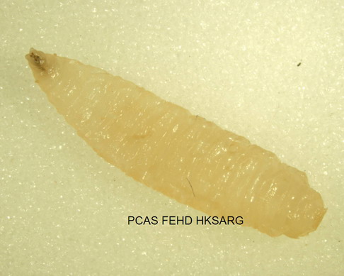 Ventral view of larva