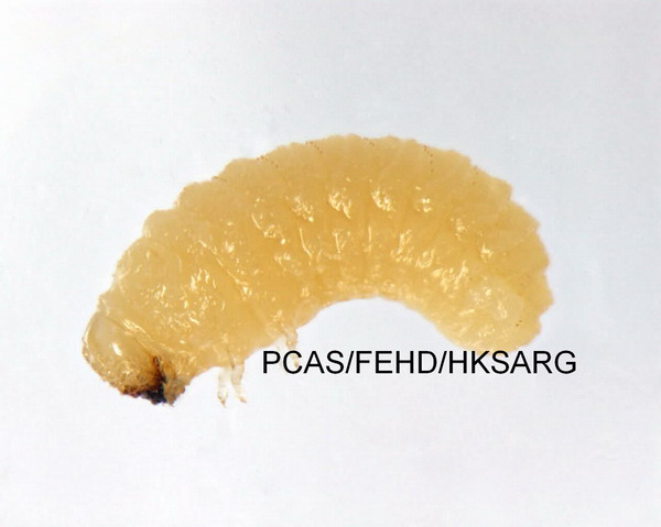 larva side view