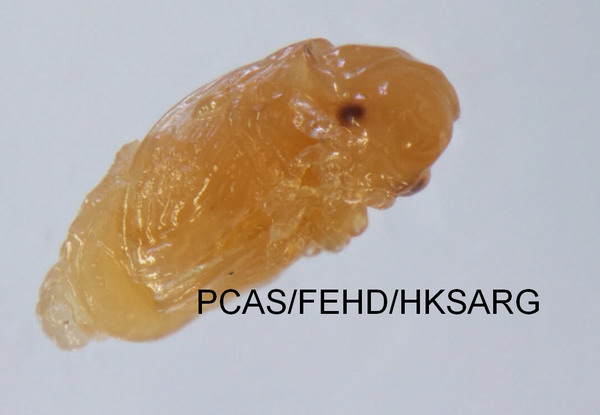 pupa side view 