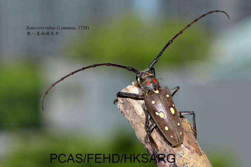 dorsal view 背面