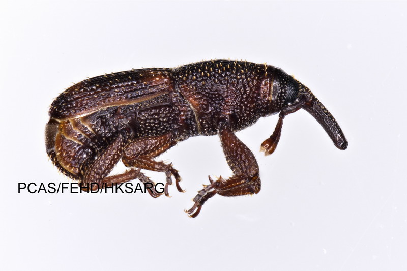 Lateral View 侧面图 1