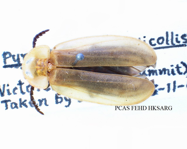 dorsal view (背面圖)