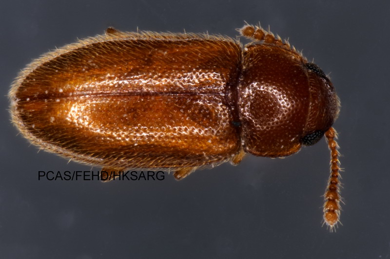 Dorsal View 背面圖