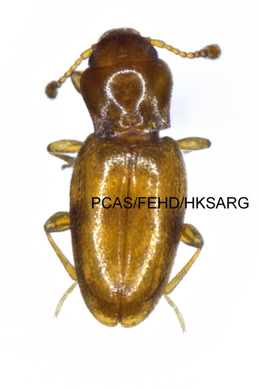 dorsal view 背面圖