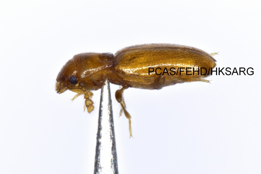 lateral view 側面圖