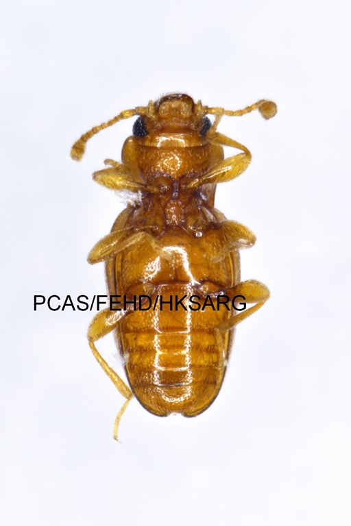 dorsal view 背面圖