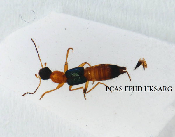 dorsal view 背面圖