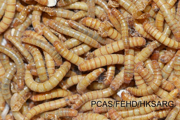 黄粉虫幼虫 Tenebrio molitor Larva