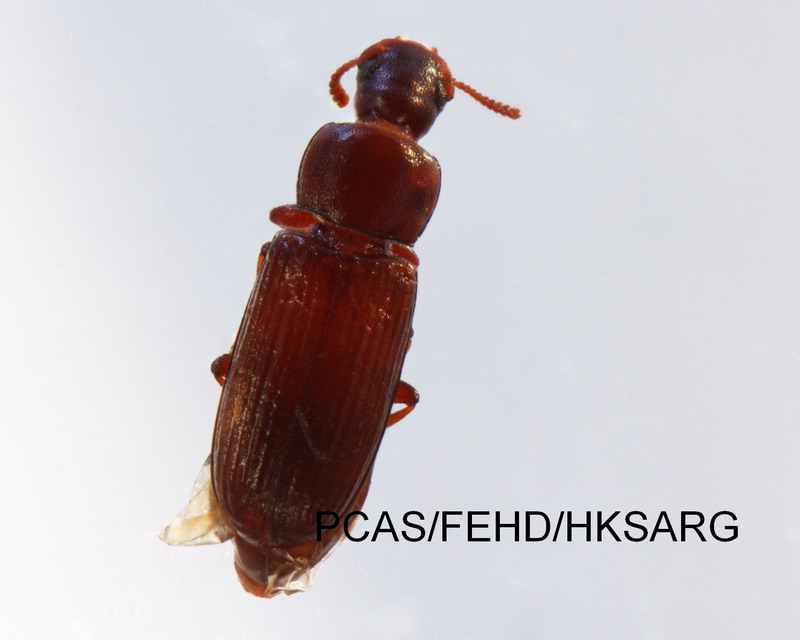 dorsal view 背面圖