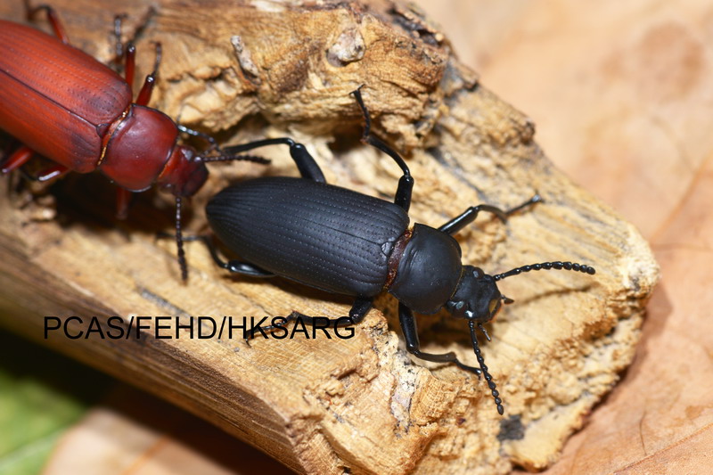 大麥蟲 Zophobas atratu