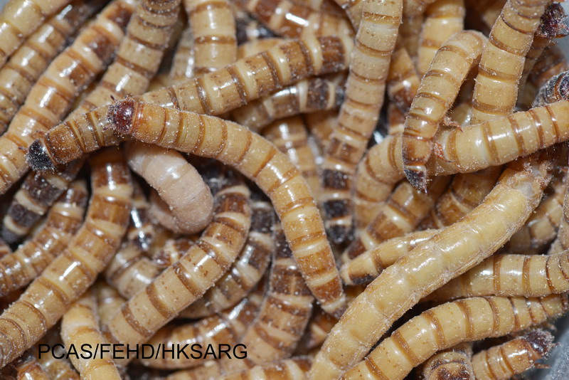大麥蟲（幼蟲） Zophobas atratu larvae