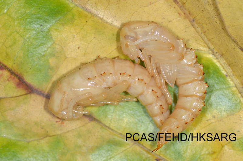 大麦虫（蛹） Zophobas atratu pupae