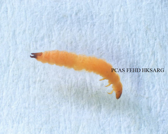 Lophocateres pusillus larva