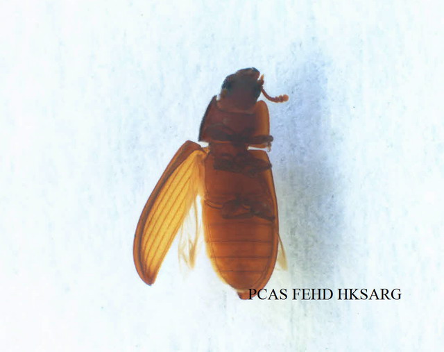 Lophocateres pusillus