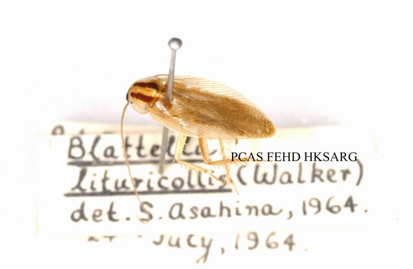 擬德國小蠊 Blattella lituricollis