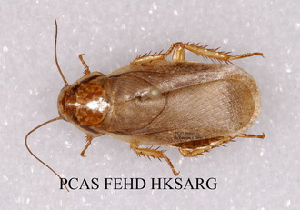 灰花蠊 Nauphoeta cinerea1