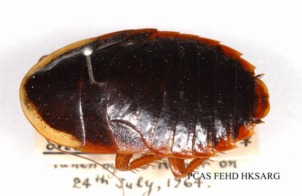 短翅蠊/金邊土鱉 Opisthoplatia orientalis