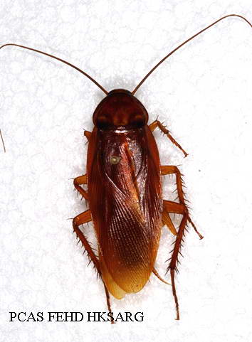 Adult dorsal view 成蟲