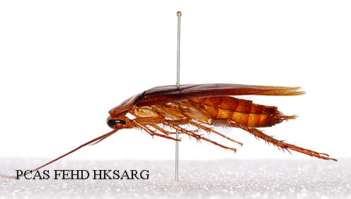 Adult side view 成蟲