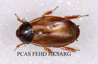 Doral view of female adult 雌性成蟲