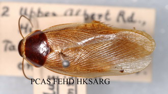 Doral view of Male adult 雄性成蟲