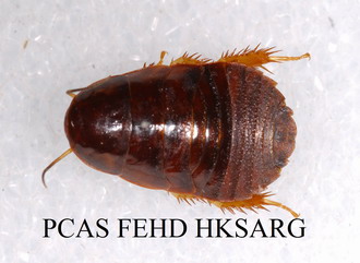 Doral view of Nymph 若蟲