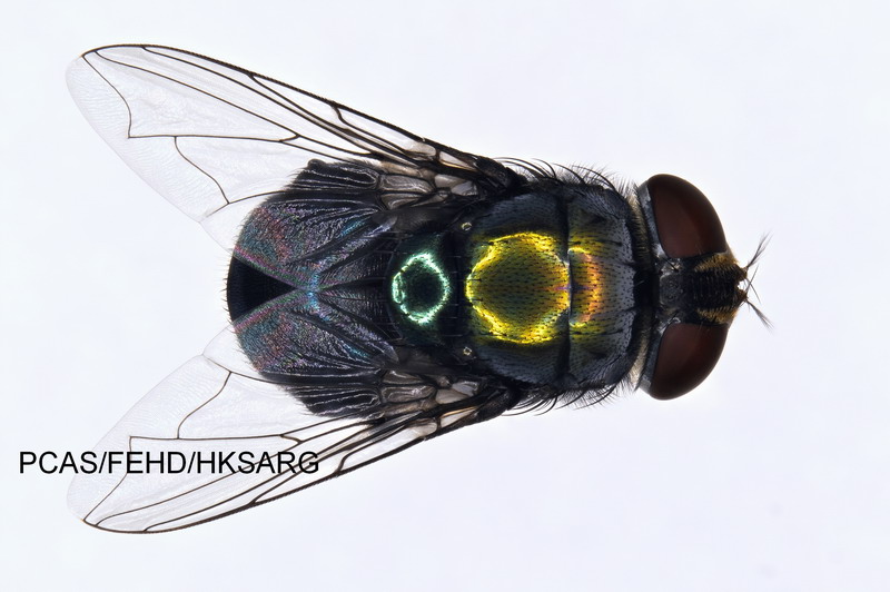 雌性背部 Female Dorsal view