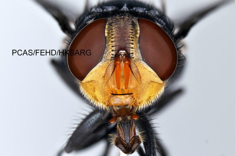 雌性頭部 Female Head view