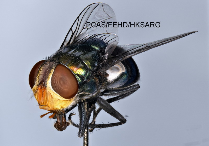 雌性側面 Female Lateral view 2