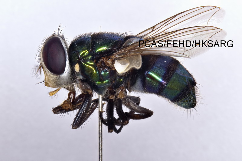 Lateral view 側面 1