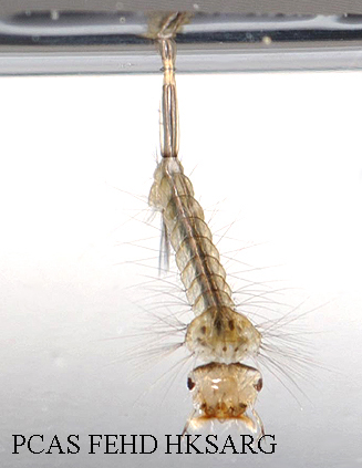 Larvae Front view