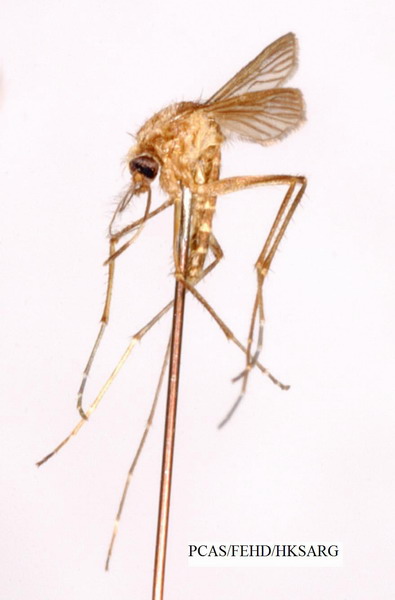 Dorsal view 背面圖