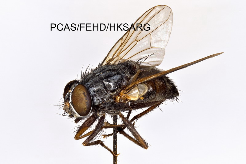 Lateral view 1 側面1