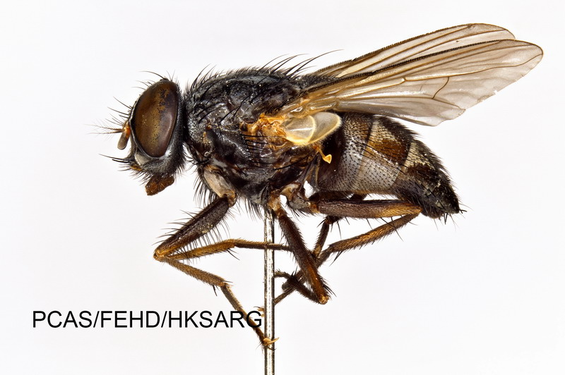 Lateral view 2 側面2