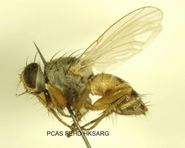 Pygophora immaculipennis