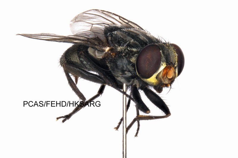 Lateral view (right) 右側面