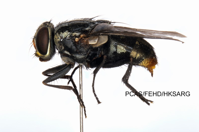 Lateral view (left) 左側面