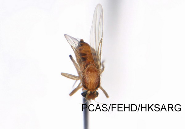 dorsal view 背面圖