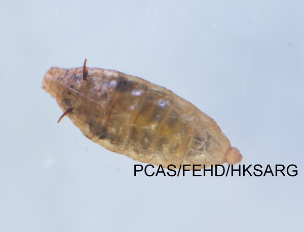 pupa 蛹
